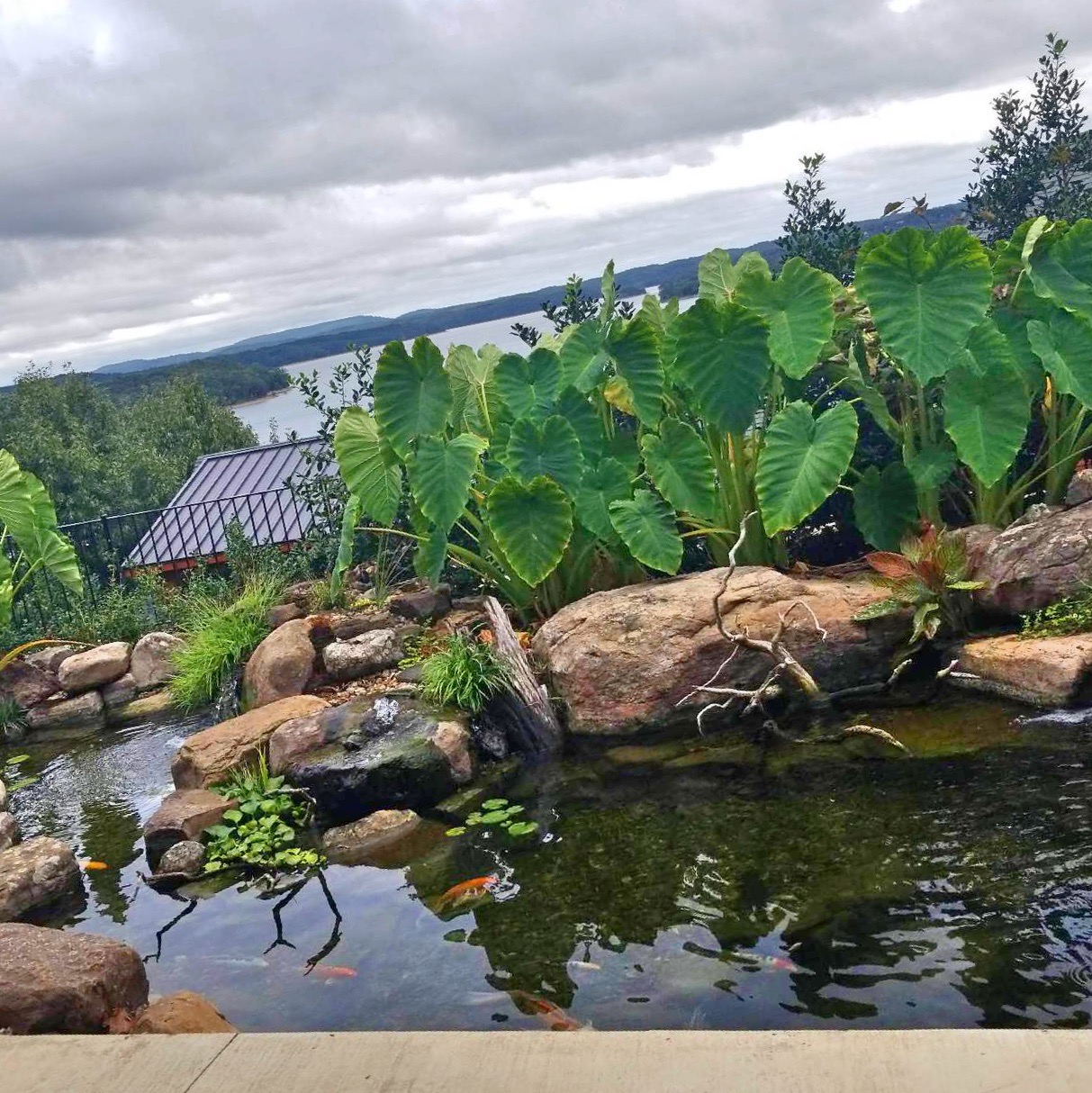 About Us River Rock Water Gardens Koi Pond Construction