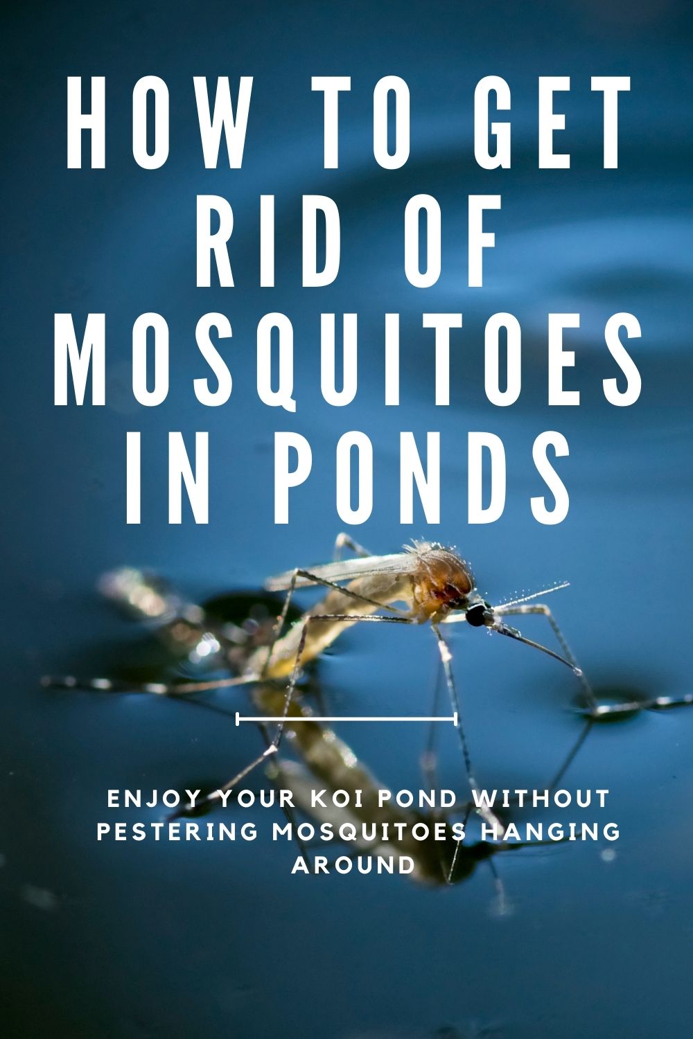 how-to-get-rid-of-mosquitoes-in-ponds-arkansas-koi-ponds